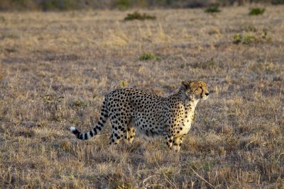 Cheetah - Sabi SandsIMG_5420.jpg