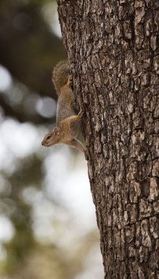 Tree Squirrel BL082209.jpg