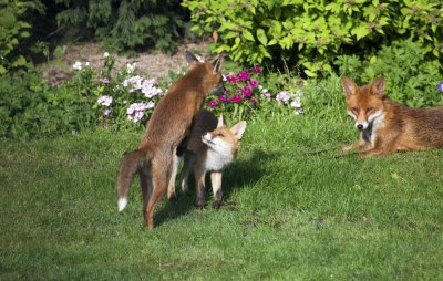 Foxes At Home