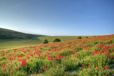 Poppy Field - Shoreham