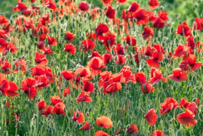 Poppies - South Downs National Park
