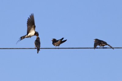 Swifts Feeding