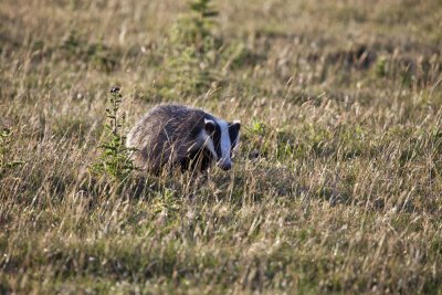 Badger - South Downs National Park