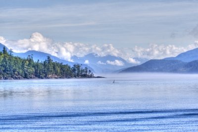 Orca's - Vancouver Island Canada