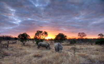 A Wild sunset in Africa!