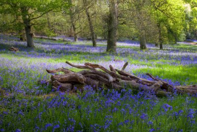 Bluebells in Spring - Sussex England