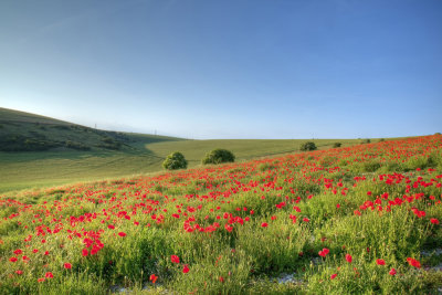 Poppy Fields - Sussex England