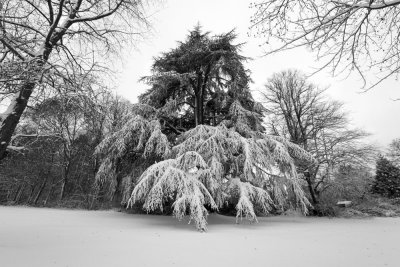 Beautiful trees in Tilgate park