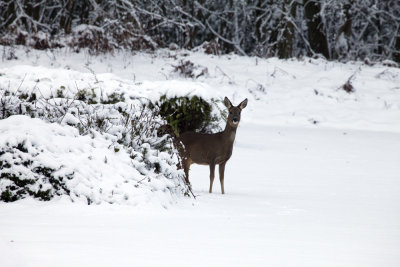 Roe deer in Tilgate forest