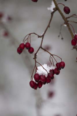 IMG_0558a.jpg