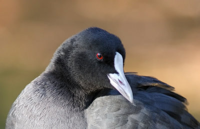 Eurasian Coot- Folaga - Blsshuhn - Fulica atra