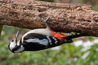 Great Spotted Woodpecker - Picchio rosso maggiore - Buntspecht - Dendrocopos major