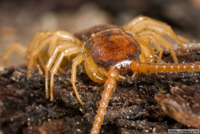 Lithobius forficatus