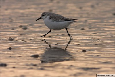 Piovanello tridattilo - Sanderling - Calidris alba