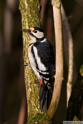 Great Spotted Woodpecker - Picchio rosso maggiore - Buntspecht - Dendrocopos major