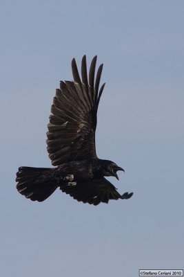 Carrion Crow - Cornacchia nera - Rabenkrähe - Corvus corone