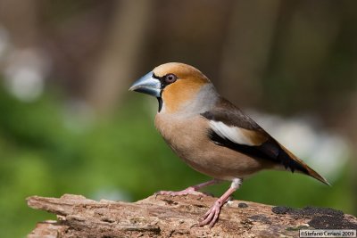 Hawfinch - Frosone -Kernbeisser -Coccothraustes coccothraustes