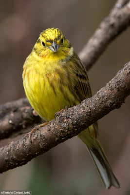 Yellowhammer - Zigolo giallo - Goldammer - Emberiza citrinella