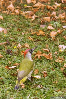European Green Woodpecker - Picchio verde -Grnspecht - Picus viridis
