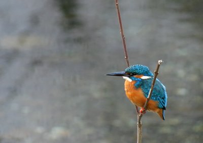 Common Kingfisher - Martin pescatore - Eisvogel - Alcedo atthis