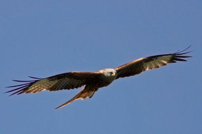 Red Kite - Nibbio reale - Rotmilan- Milvus milvus