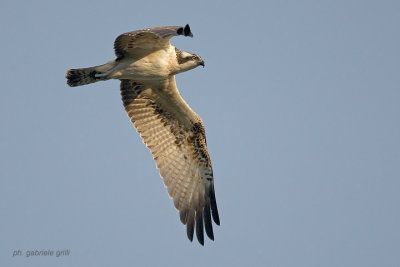 OSPREY ( Pandion haliaetus )