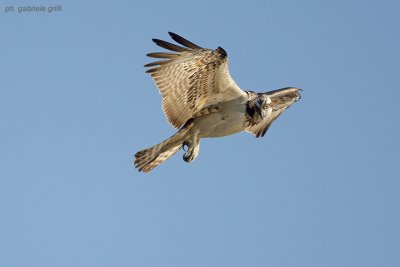 OSPREY ( Pandion haliaetus )