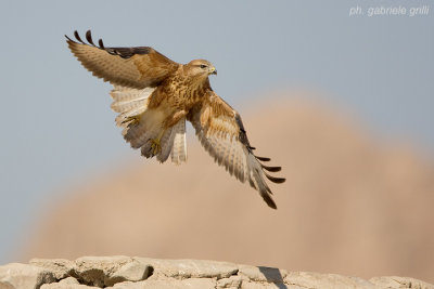 Steppe Buzzard (Buteo buteo vulpinus)