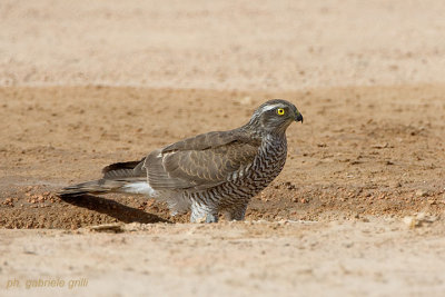 Sparrowhawk (Accipiter nisus)