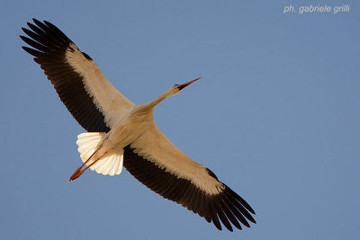 White Stork (Ciconia ciconia)