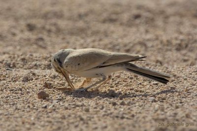 Hoopoe Lark (Alaemon alaudipes)