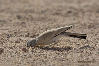 Hoopoe Lark (Alaemon alaudipes)