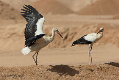 White Stork (Ciconia ciconia)
