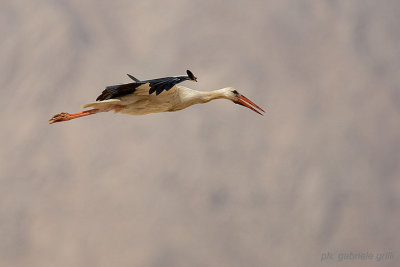 White Stork (Ciconia ciconia)