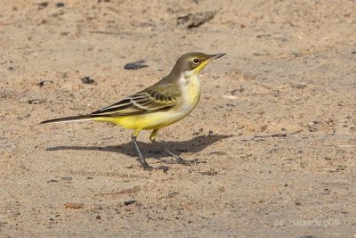 Yellow Wagtail (Montacilla flava)