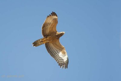 Honey Buzzard (Pernis apivorus)