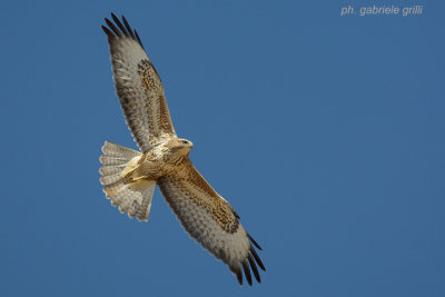 Steppe Buzzard (Buteo buteo vulpinus)