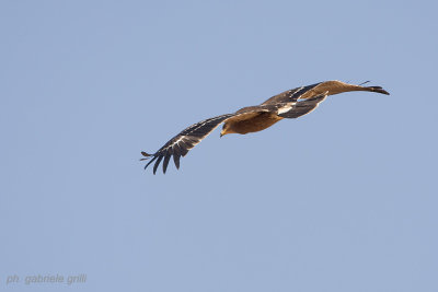 Lesser Spotted Eagle  (Aquila pomarina)