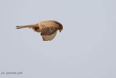 Kestrel (Falco tinnunculus)