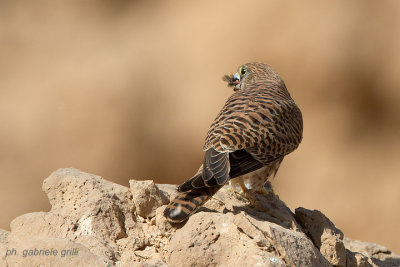 Kestrel (Falco tinnunculus)