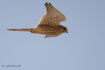 Kestrel (Falco tinnunculus)