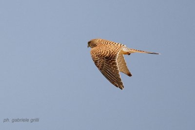 Kestrel (Falco tinnunculus)