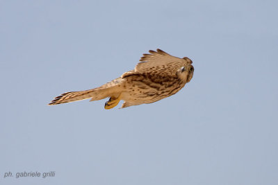 Kestrel (Falco tinnunculus)