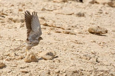 Kestrel (Falco tinnunculus)