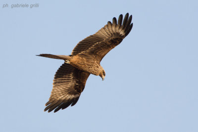 Black Kite (Milvus migrans)