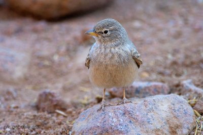 Desert Lark (Ammomanes deserti)