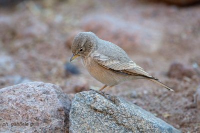 Desert Lark (Ammomanes deserti)
