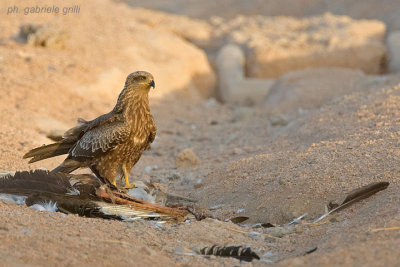 Black Kite (Milvus migrans)