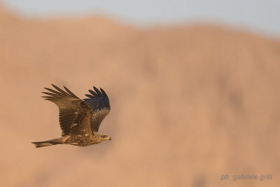 Black Kite (Milvus migrans)