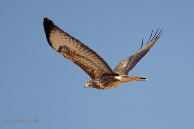 Steppe Buzzard (Buteo buteo vulpinus)